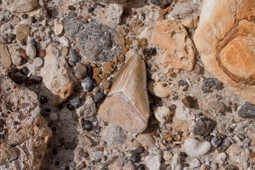 A close-up of a fossilized shark tooth among various stones and pebbles on a rocky surface.