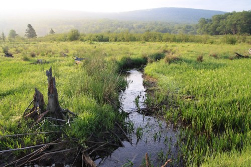 A serene wetland scene with a small stream winding through lush green grass and distant hills under soft morning light.