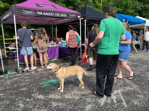 A dog stands near a vendor booth at an outdoor market, with people browsing nearby under colorful tents.