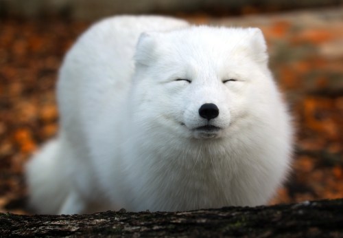 A fluffy white Arctic fox with a content expression, standing on a forest floor covered in fallen leaves.