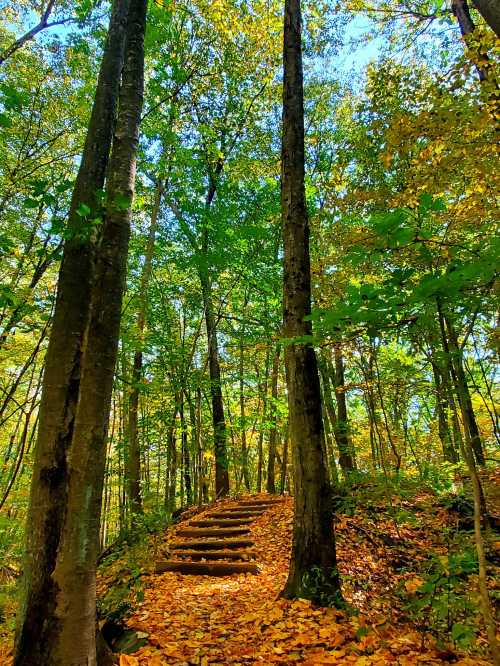 A forest path with wooden steps surrounded by tall trees and colorful autumn leaves. Bright blue sky above.