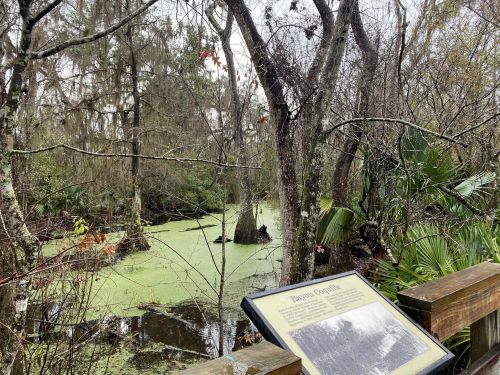 A serene swamp scene with trees, green water, and a sign on a wooden platform.