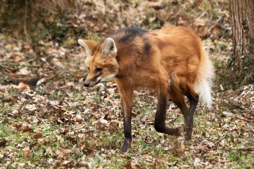 A reddish-brown fox-like animal walks through a forest floor covered in leaves.