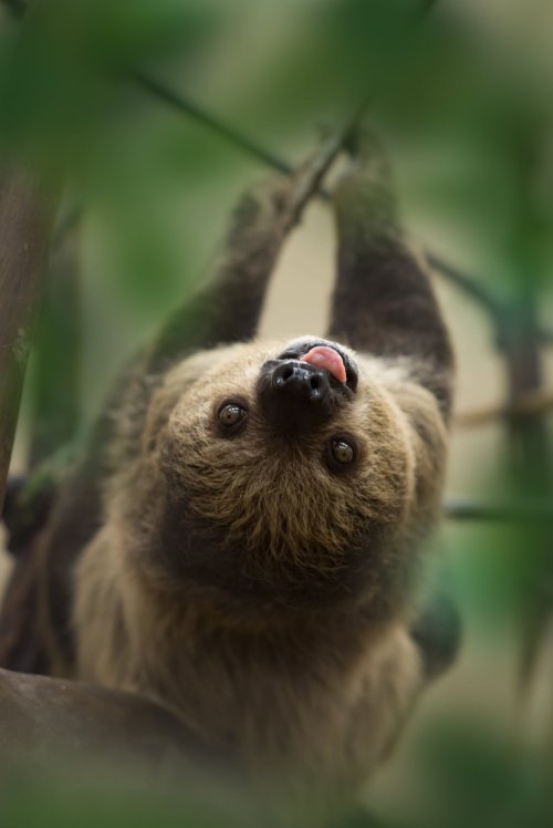 A sloth hanging upside down from a branch, with its tongue out and surrounded by green foliage.