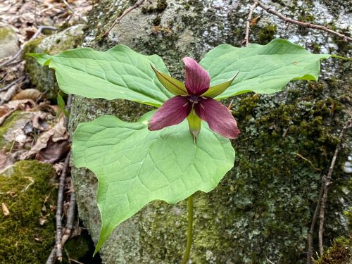 A purple trillium flower with large green leaves, growing near a moss-covered rock.