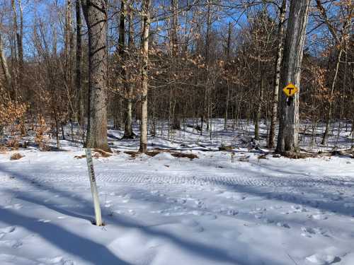 A snowy forest path with tire tracks, surrounded by trees and a warning sign indicating a turn ahead.