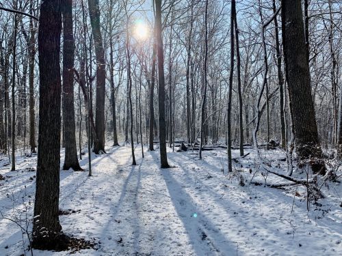 A snowy forest scene with tall trees casting long shadows under a bright sun.