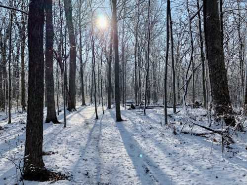 A snowy forest scene with tall trees casting long shadows under a bright sun.