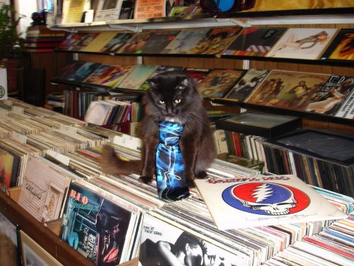 A black cat sits on a stack of vinyl records, with colorful album covers in the background.