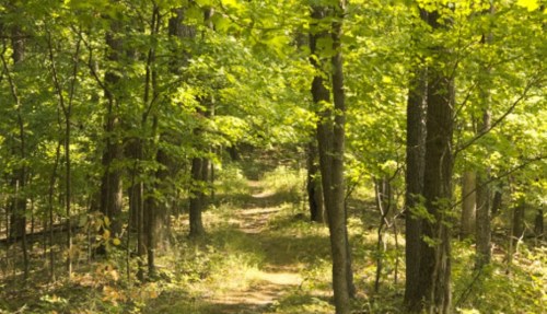A sunlit forest path surrounded by lush green trees and undergrowth.
