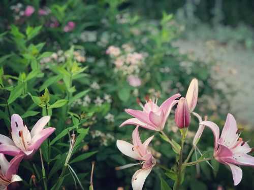 A cluster of pink lilies in a lush garden, surrounded by green foliage and soft pink flowers in the background.