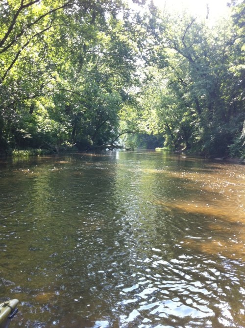 A serene river flows through a lush, green forest, with sunlight filtering through the trees.