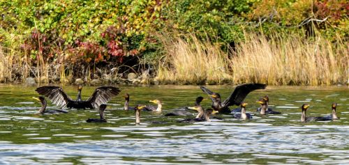 A group of cormorants swimming in a calm water body, with some spreading their wings against a backdrop of colorful foliage.