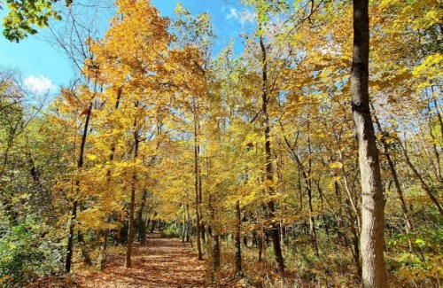 A serene forest path lined with vibrant yellow and orange autumn trees under a clear blue sky.