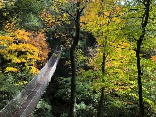 A suspension bridge surrounded by vibrant autumn foliage in a lush forest.