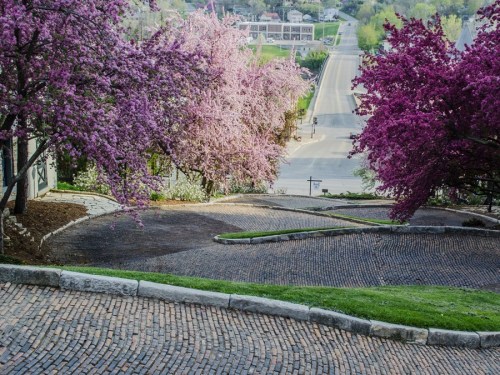 A winding cobblestone path lined with blooming pink trees, leading down to a quiet road in a scenic landscape.