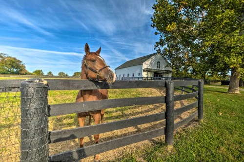 A brown horse stands by a black fence in a green field, with a white barn and blue sky in the background.