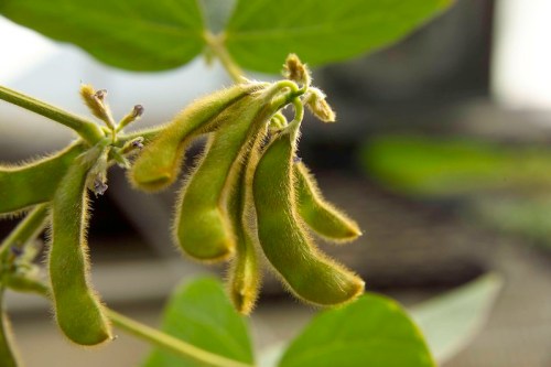 Close-up of green soybean pods growing on a plant, surrounded by leaves.