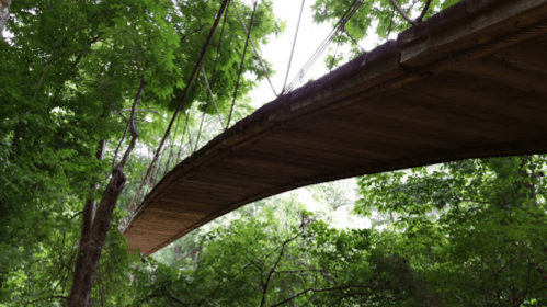 A wooden suspension bridge arches gracefully over lush green trees in a serene forest setting.