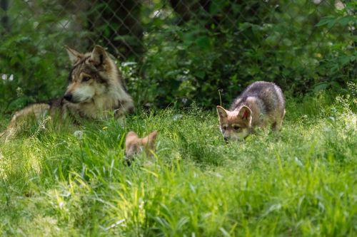 A wolf and two young pups play in a grassy area surrounded by trees and foliage.