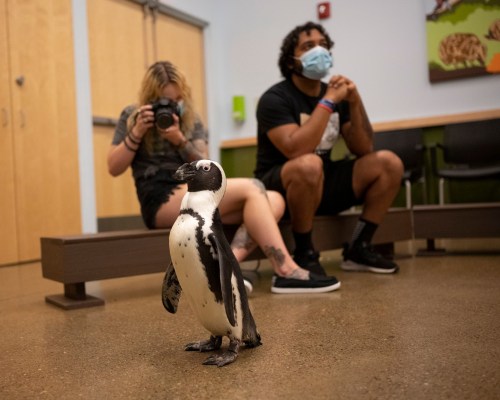 A penguin stands on the floor in a room while a person takes a photo and another sits nearby wearing a mask.
