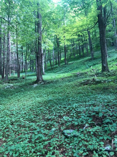Lush green forest with tall trees and a carpet of greenery covering the ground, creating a serene natural landscape.