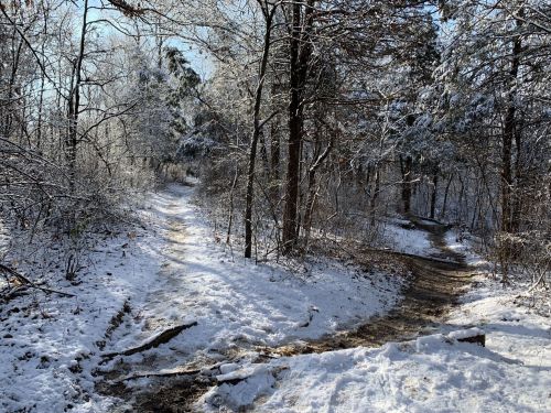 A snowy forest path splits into two trails, surrounded by trees and a clear blue sky.