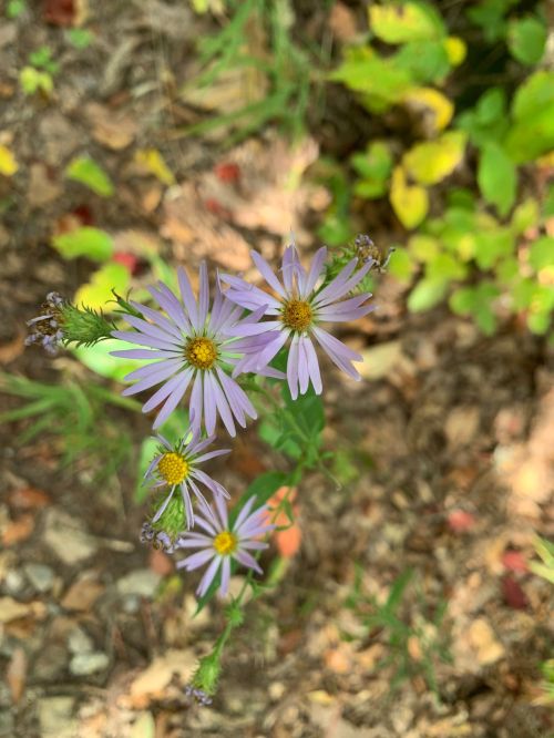 A cluster of purple wildflowers with yellow centers, surrounded by green foliage and earthy ground.