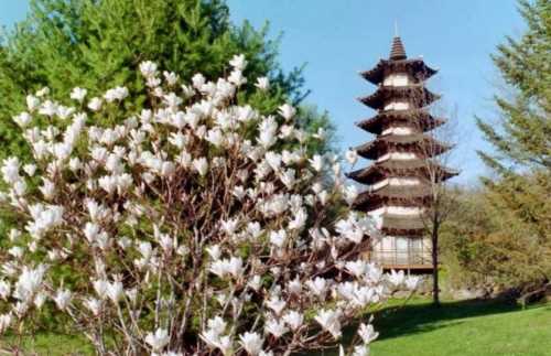 A blooming magnolia tree in the foreground with a traditional pagoda in the background, surrounded by greenery.