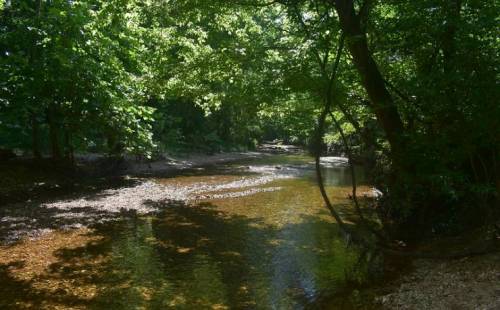 A serene river flows through a lush, green forest, with sunlight filtering through the trees.