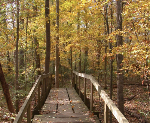 A wooden bridge leads through a forest of vibrant autumn foliage and fallen leaves.