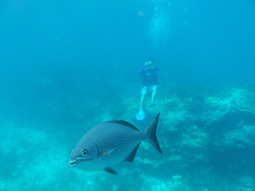 A diver underwater with a fish swimming nearby, surrounded by blue water and coral.
