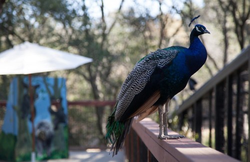 A peacock stands on a railing, showcasing its vibrant feathers, with a blurred background of trees and a painted mural.