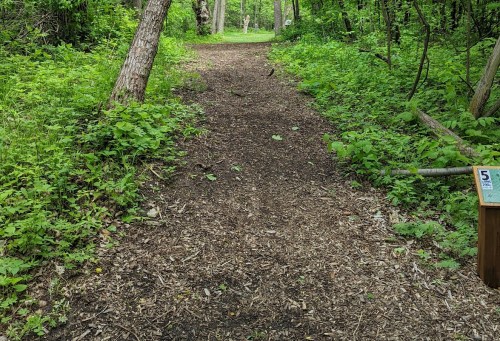 A dirt path through a lush green forest, lined with trees and foliage, leading into the distance.