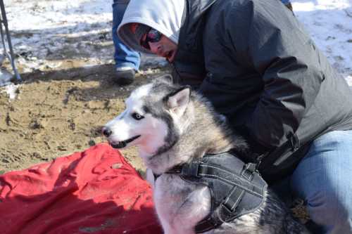 A person in a black jacket kneels beside a husky dog wearing a harness on a snowy ground.