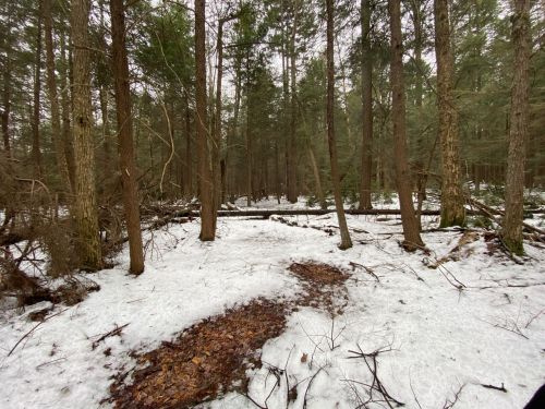 A snowy forest scene with tall trees and fallen branches, creating a serene, wintry atmosphere.