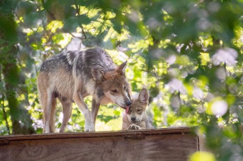 A mother wolf gently licks her playful pup on a wooden platform, surrounded by lush greenery.