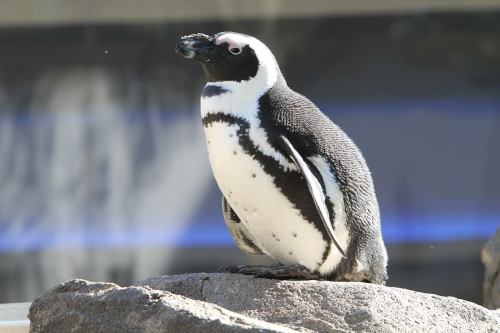 A penguin standing on a rock, with a black and white body and a curious expression.