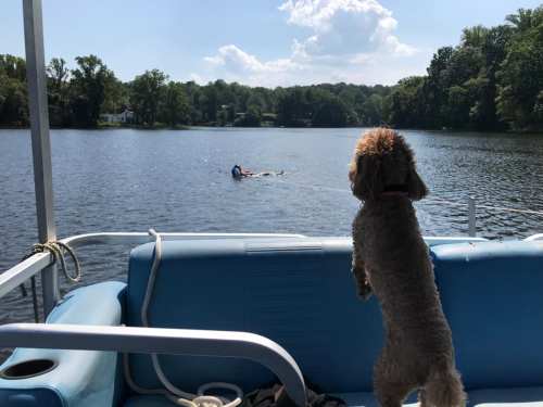 A dog stands on a boat, watching a person swimming in a calm lake surrounded by trees and blue skies.