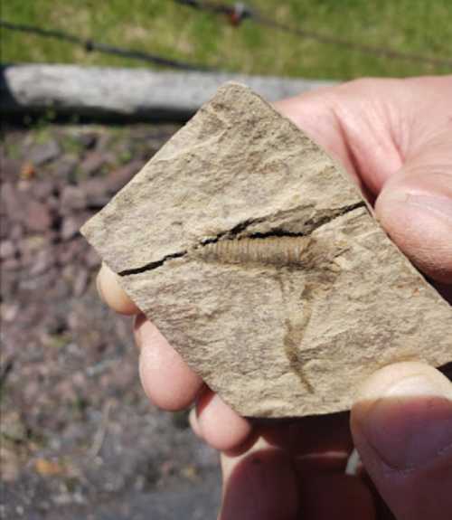 A hand holding a fossilized stone with a visible imprint of a prehistoric creature.