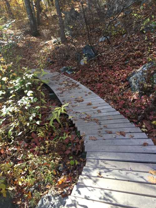 A winding wooden path through a forest covered in autumn leaves.