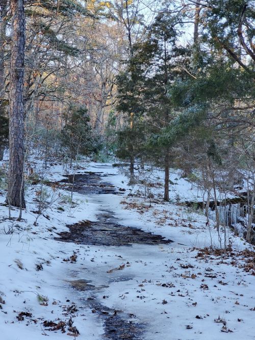 A snowy path winding through a forest with trees and scattered leaves, creating a serene winter landscape.