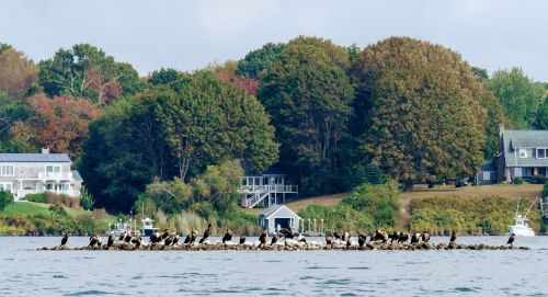 A group of birds perched on a rocky outcrop in a calm waterway, with trees and houses in the background.
