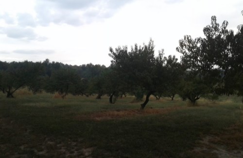 A cloudy sky over an orchard with several trees scattered across a grassy field.