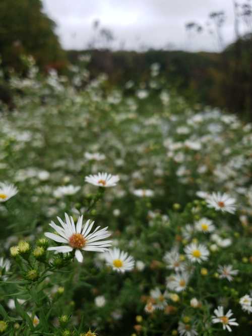 A field of white daisies with yellow centers, surrounded by greenery and a cloudy sky in the background.