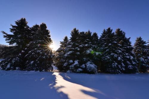 Sunlight peeks through snow-covered evergreen trees, casting long shadows on a pristine white landscape.