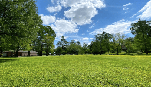 A lush green park with trees and a bright blue sky dotted with clouds.