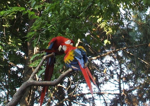 Two vibrant macaws perched on a tree branch, surrounded by lush green foliage.
