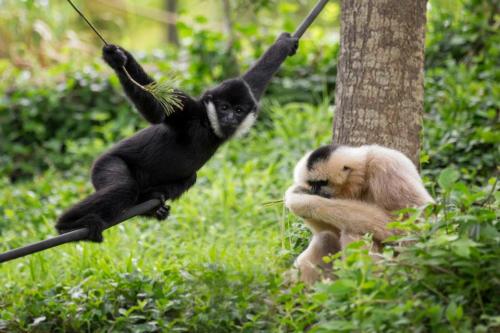 A black gibbon swings on a branch while a white gibbon sits nearby, surrounded by lush green foliage.