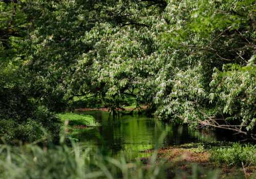 A serene river flows through lush greenery, with trees reflecting in the calm water.